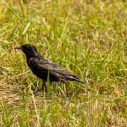 Vogel De Groenzoom