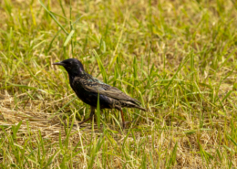 Vogel De Groenzoom