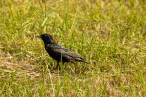 Vogel De Groenzoom