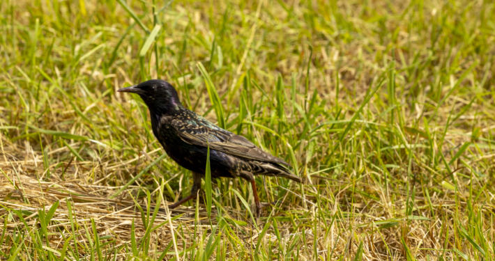 Vogel De Groenzoom