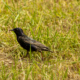 Vogel De Groenzoom